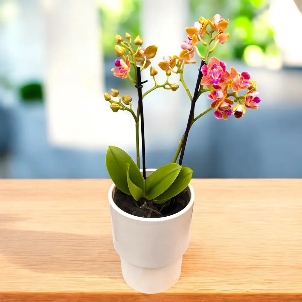 Phalaenopsis Limited 33 (peloric)