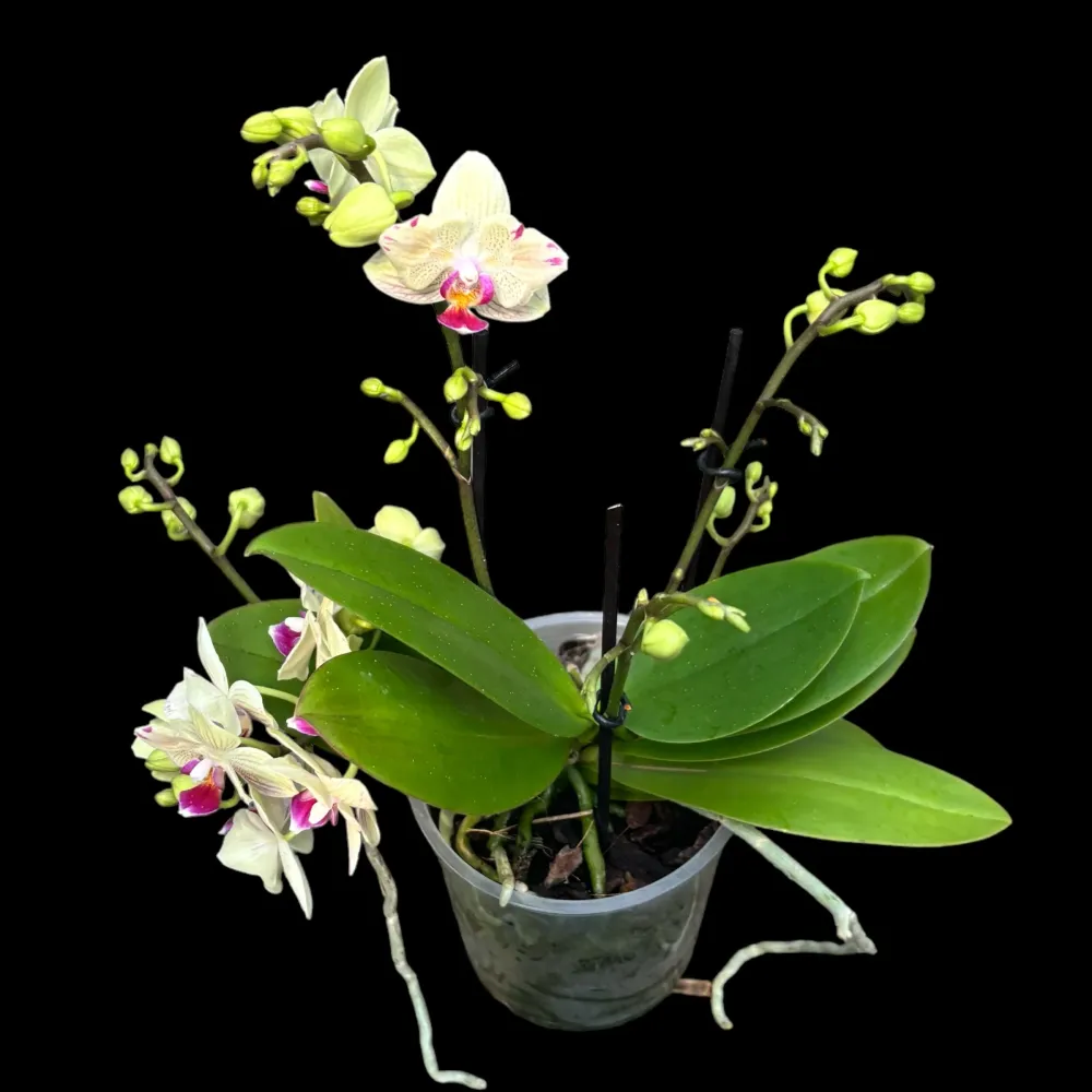 Phalaenopsis 'Limited #55’ peloric