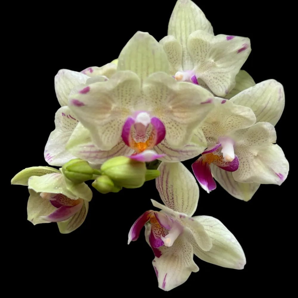 Phalaenopsis 'Limited #55’ peloric