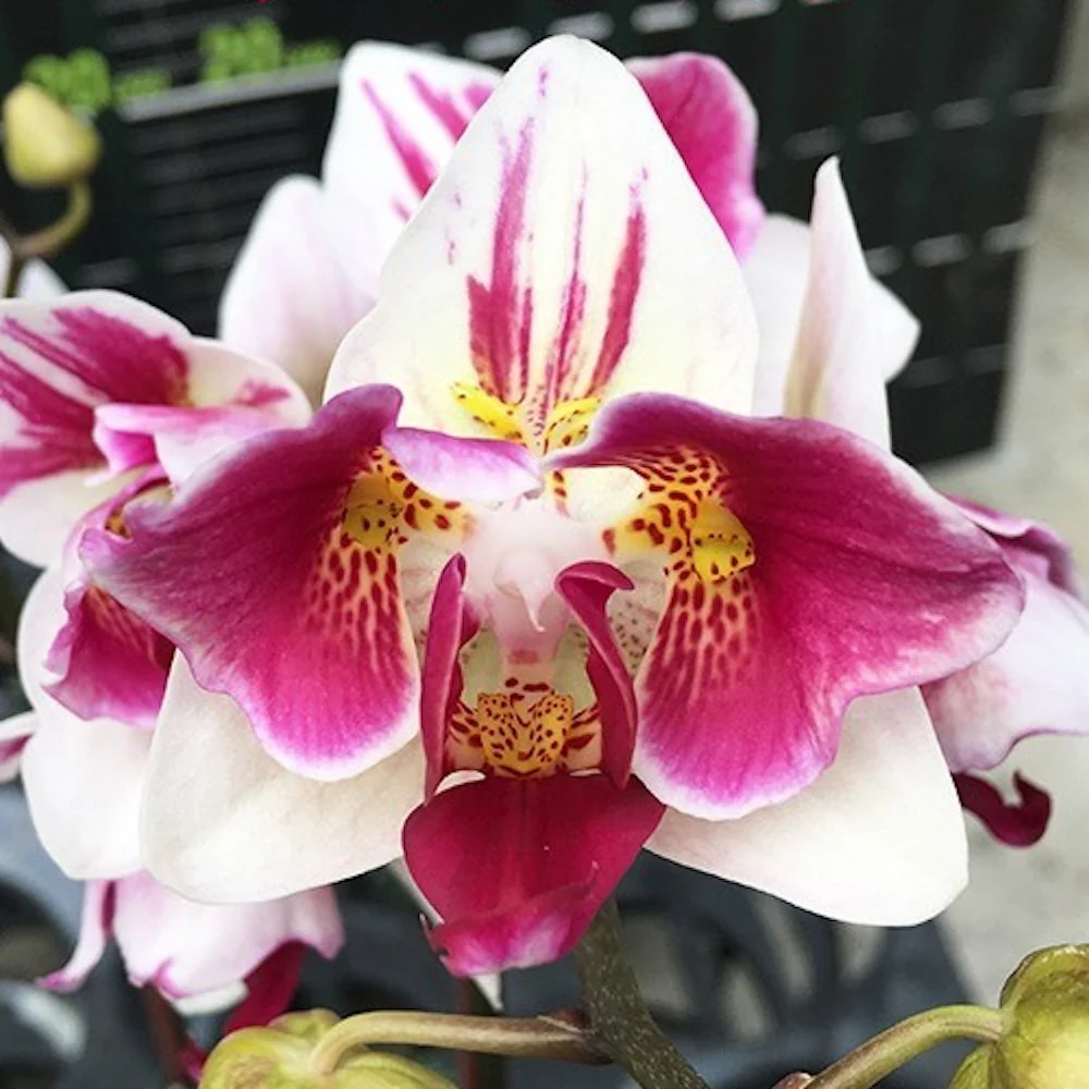 Phalaenopsis Little Gem Stripes (peloric - 3 lips)