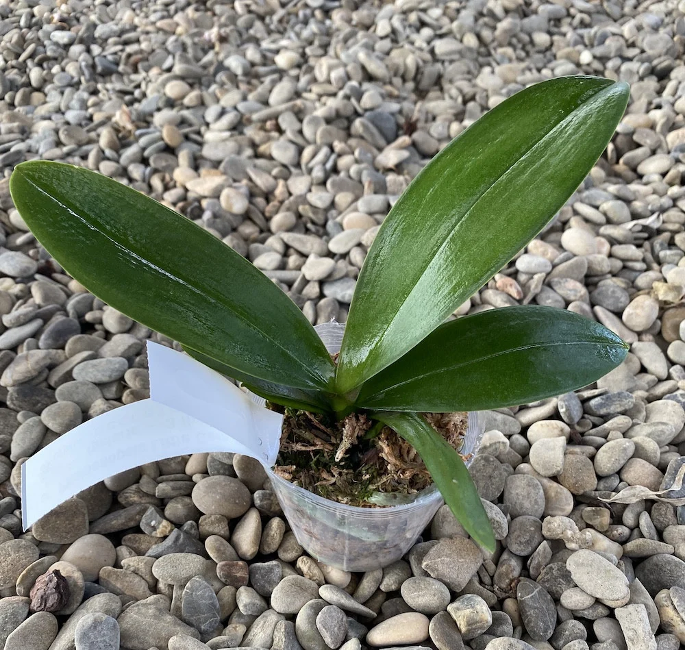 Phalaenopsis Little Gem Stripes (peloric - 3 lips)