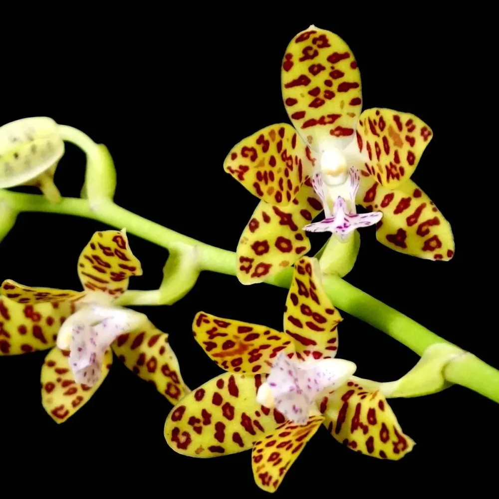 Phalaenopsis Little One 'Golden Jaguar' (Phal. hygrochila × Phal. japonica)