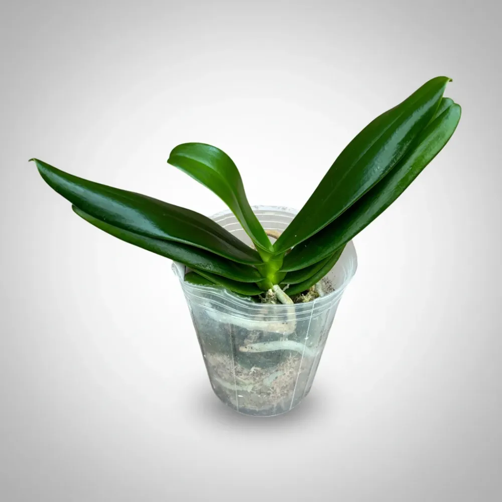 Phalaenopsis Little One 'Golden Jaguar' (Phal. hygrochila × Phal. japonica)
