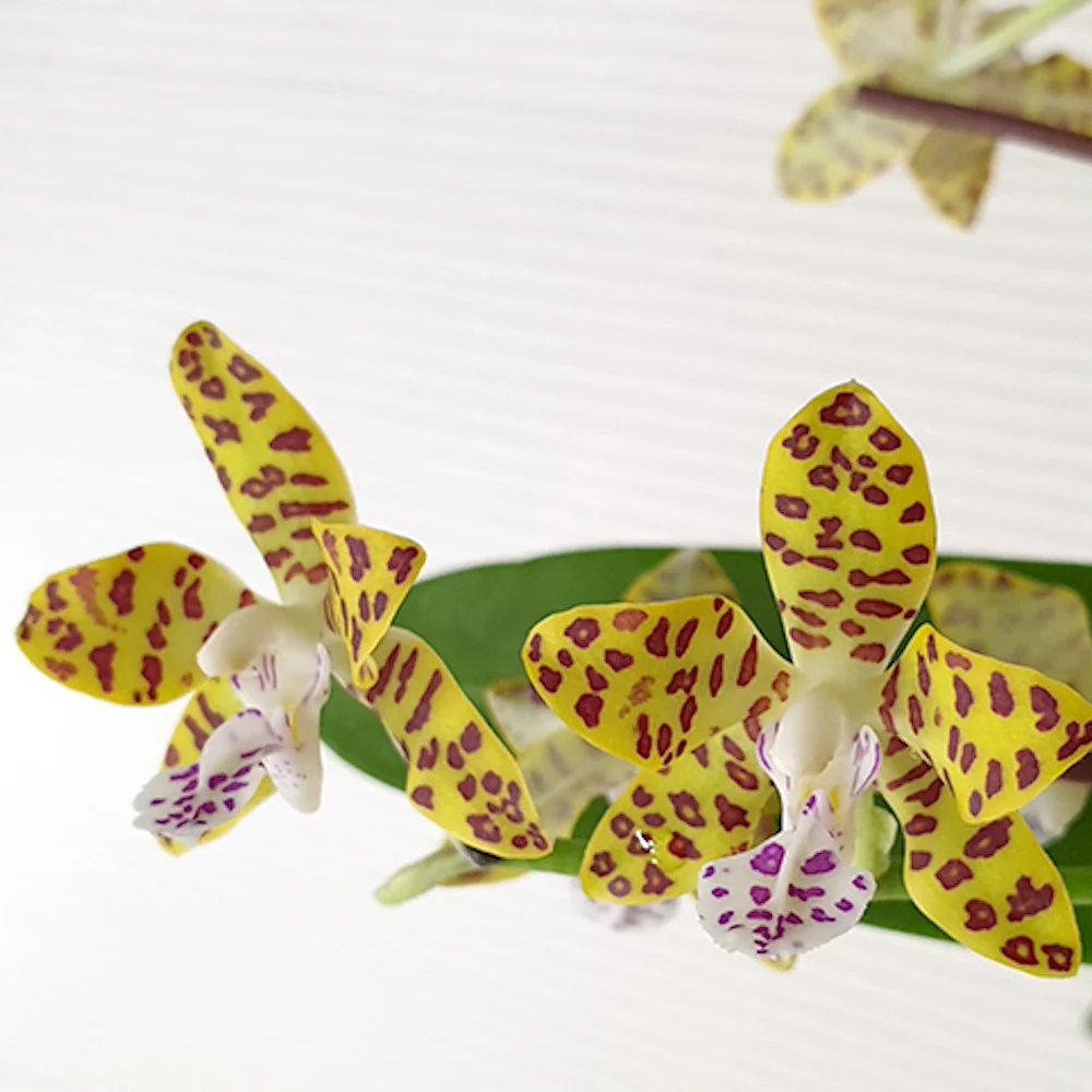 Phalaenopsis Little One 'Golden Jaguar' (Phal. hygrochila × Phal. japonica)