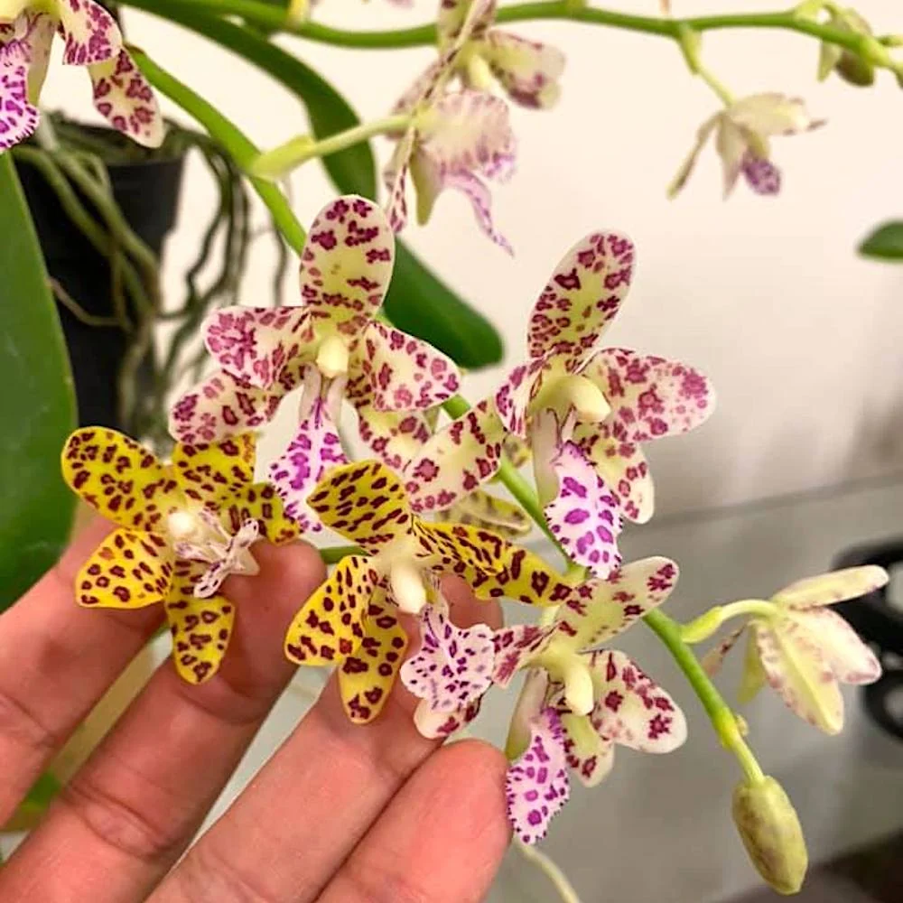 Phalaenopsis Little One 'Golden Jaguar' (Phal. hygrochila × Phal. japonica)