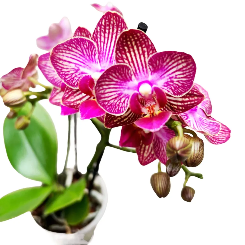 Phalaenopsis Lola - flori parfumate