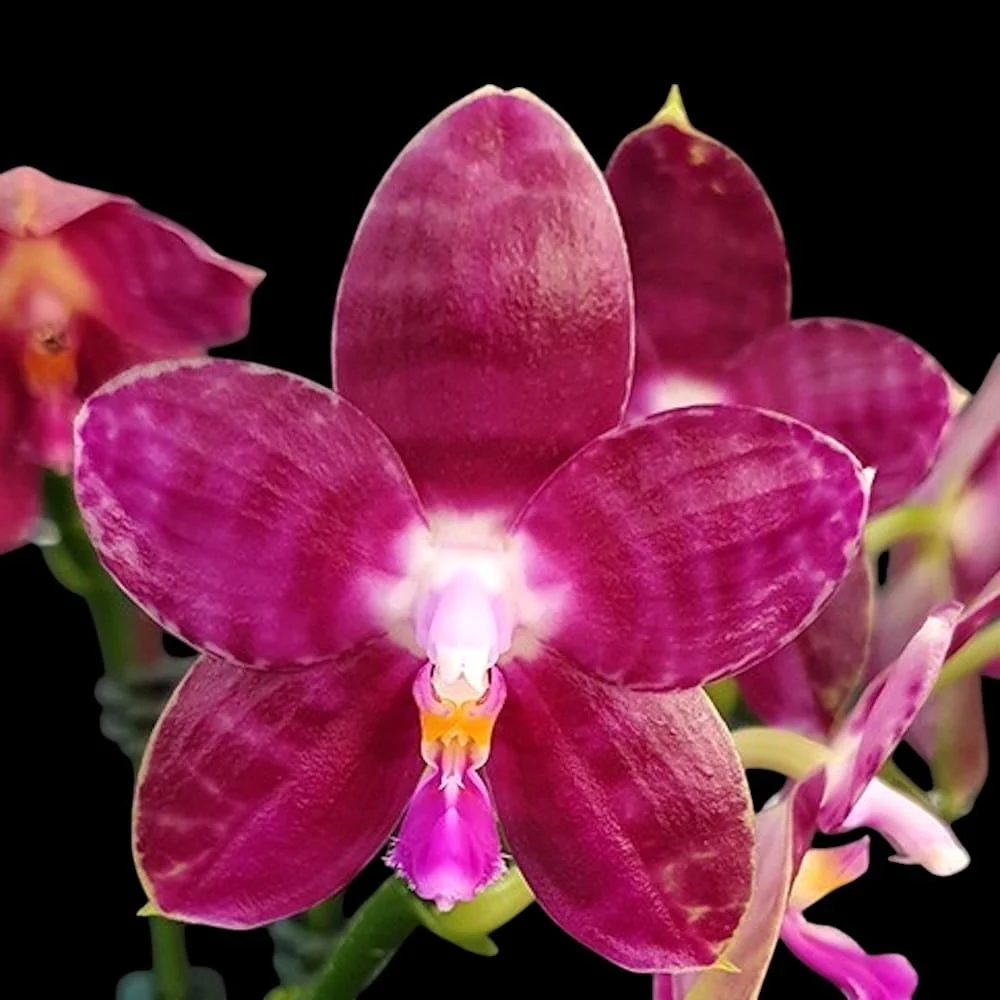 Phalaenopsis Lyndon Mix Zebra '709' * flori parfumate