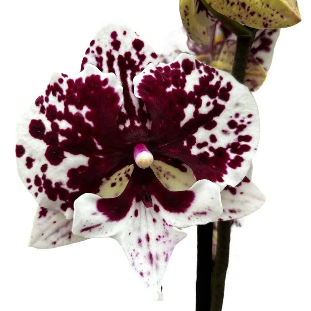 Phalaenopsis JC Maria Mar (big lip)