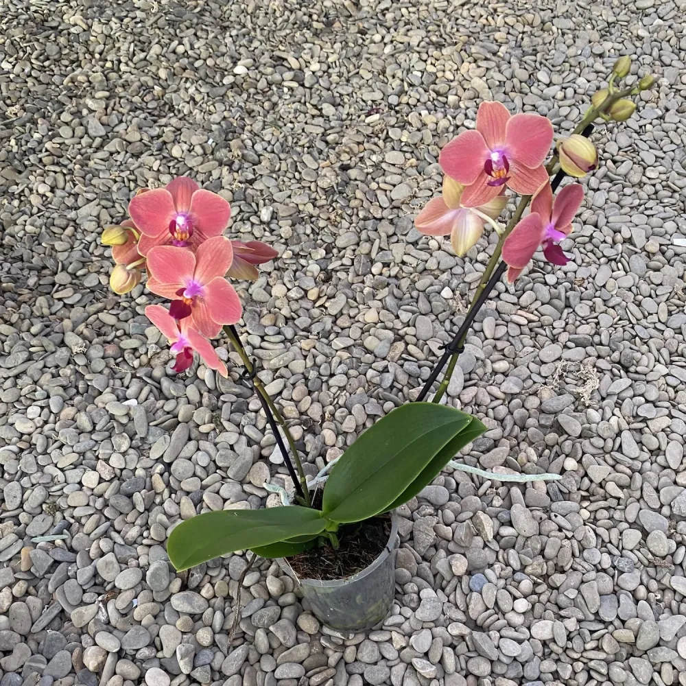 Phalaenopsis Maria Therese