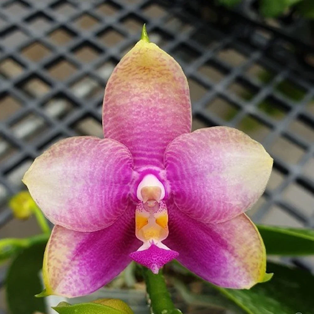 Phalaenopsis Miki Mok Choi Bear Queen '710' *parfumat