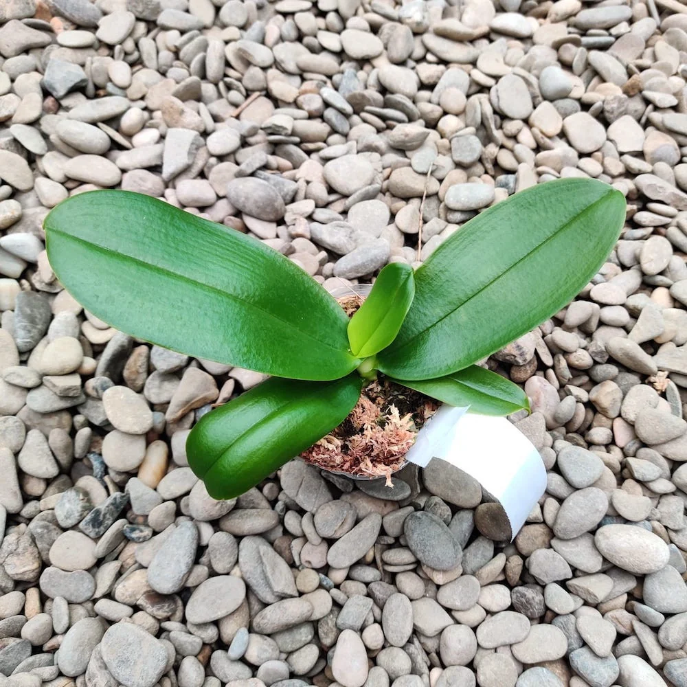 Phalaenopsis Miki Mok Choi Bear Queen '710' *parfumat