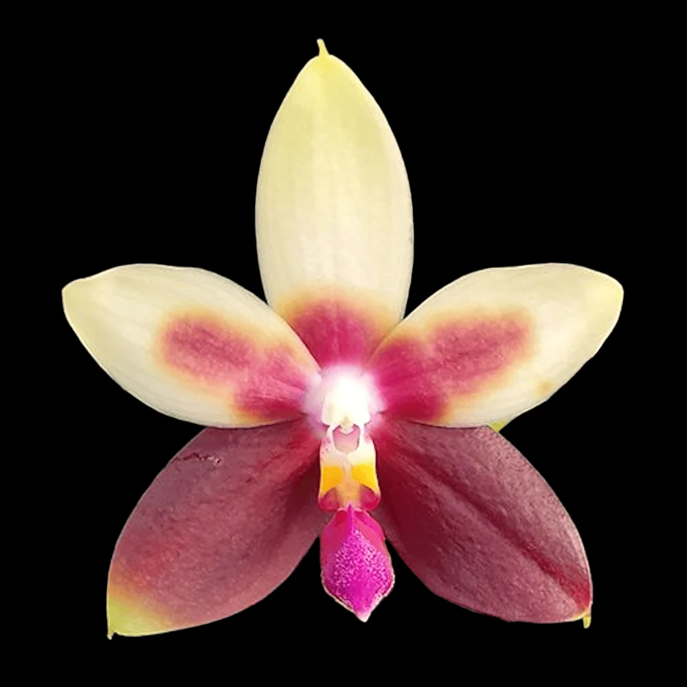 Phalaenopsis Miki Rose Vincent '1782' - flori parfumate