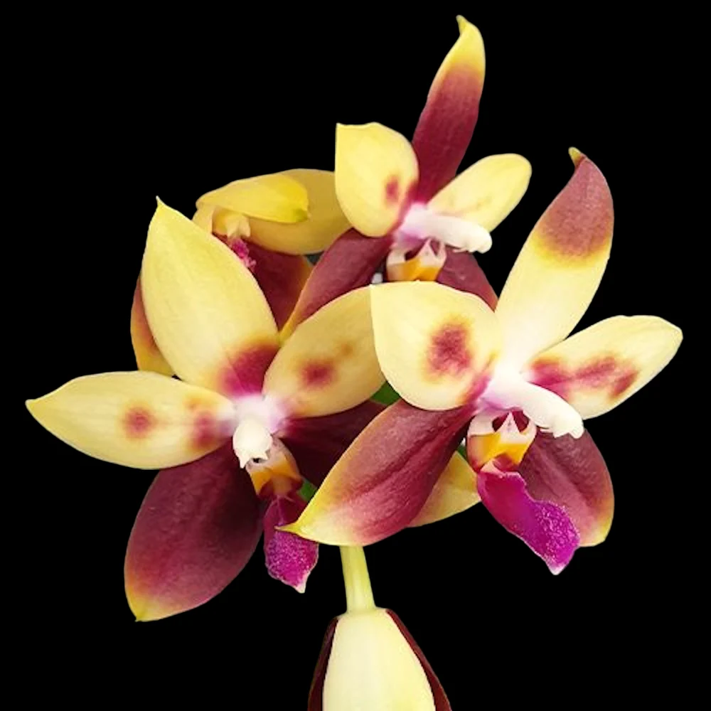 Phalaenopsis Miki Rose Vincent '1782' - flori parfumate