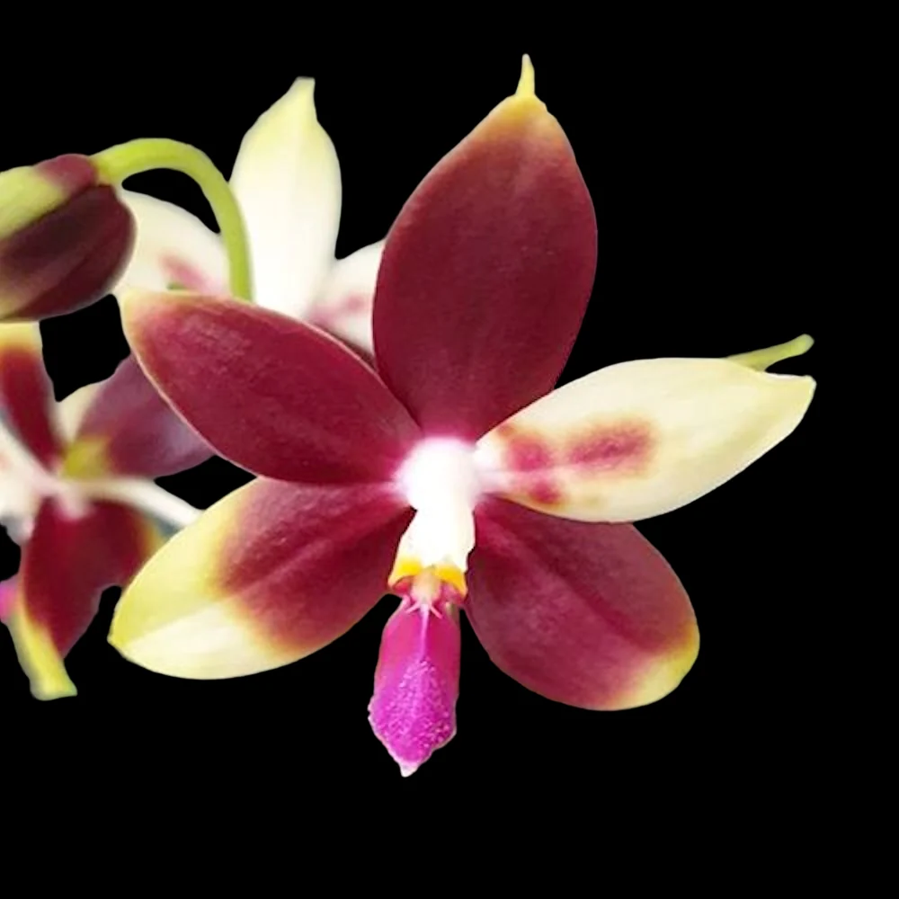 Phalaenopsis Miki Rose Vincent '1782' - flori parfumate