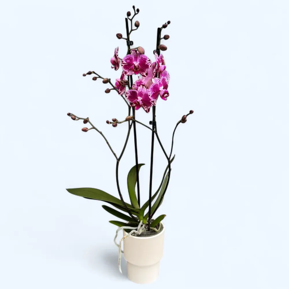 Phalaenopsis Molly