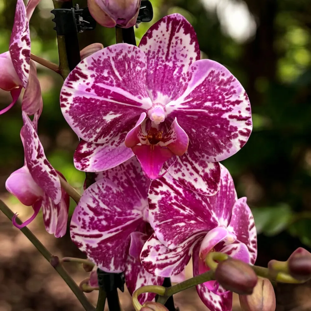 Phalaenopsis Molly - unicat