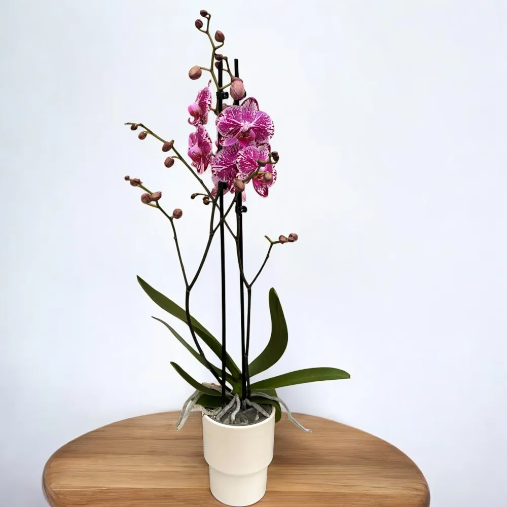Phalaenopsis Molly - unicat