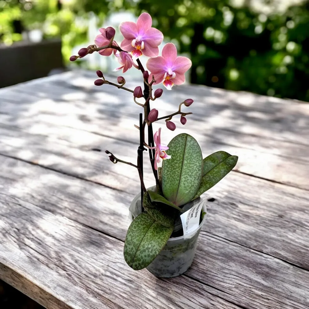 Phalaenopsis Odorion (Aromio Sweet) * flori intens parfumate