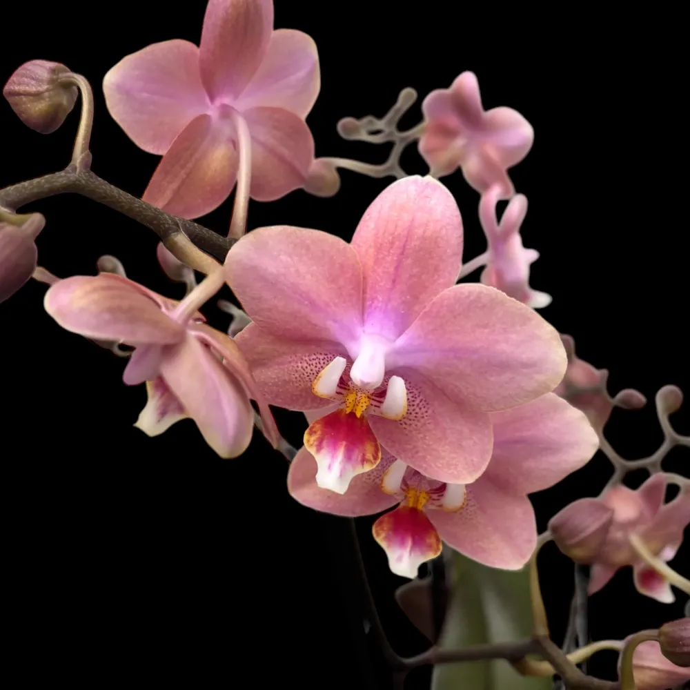 Phalaenopsis Odorion (Aromio Sweet) * flori intens parfumate
