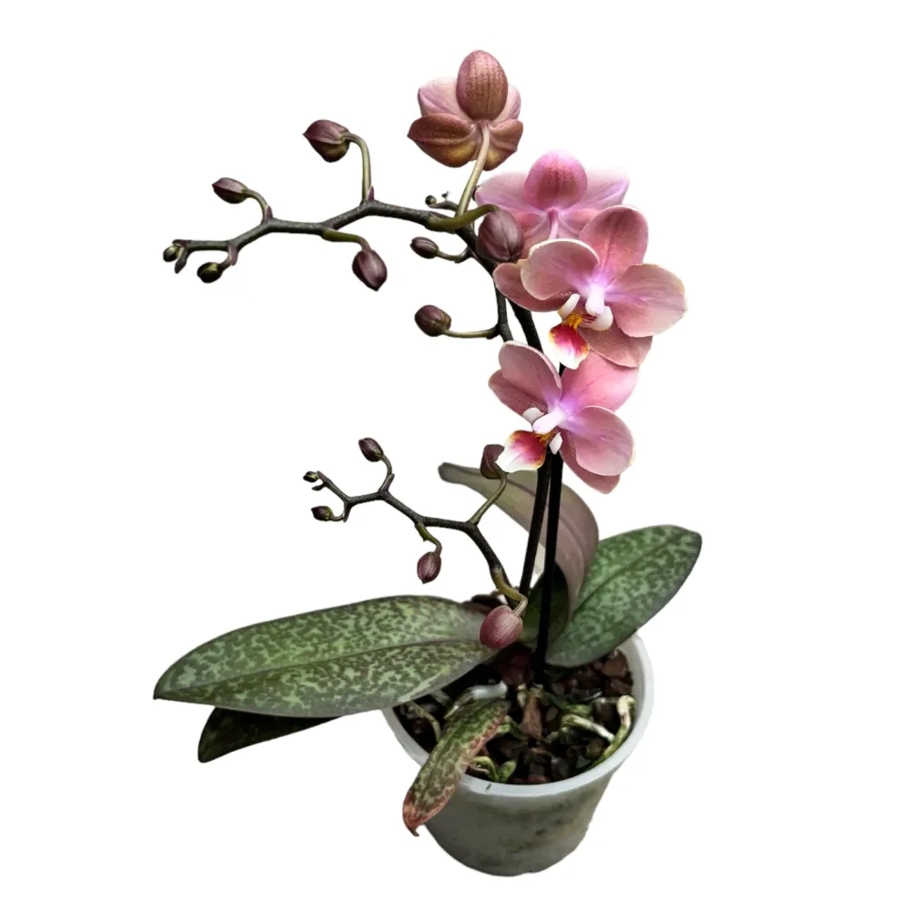Phalaenopsis Odorion (Aromio Sweet) * flori intens parfumate