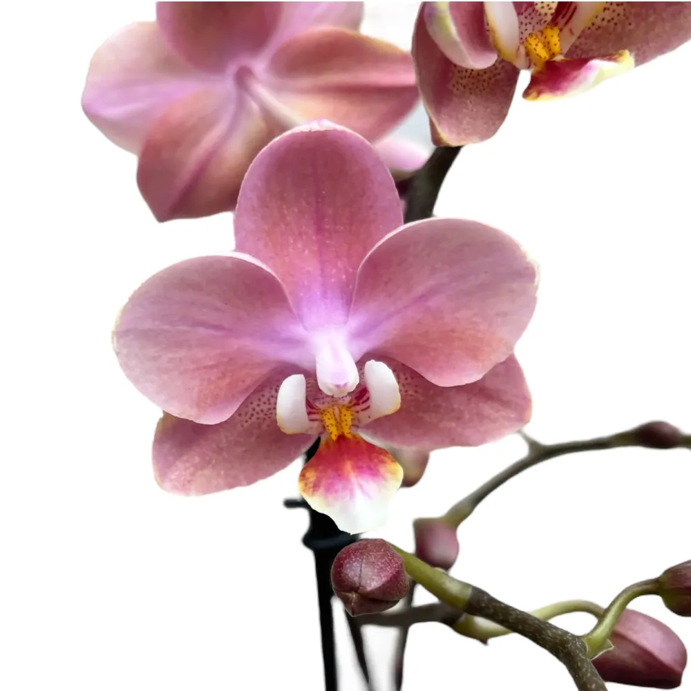Phalaenopsis Odorion (Aromio Sweet) * flori intens parfumate