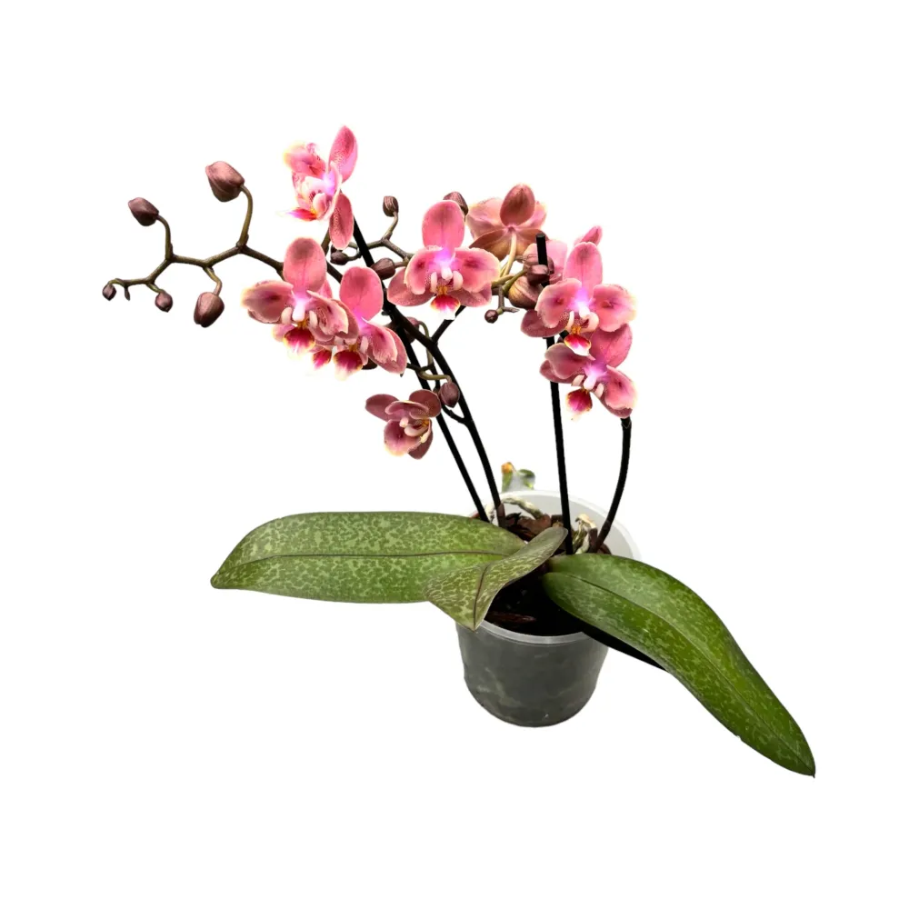 Phalaenopsis Odorion * flori parfumate PELORICE