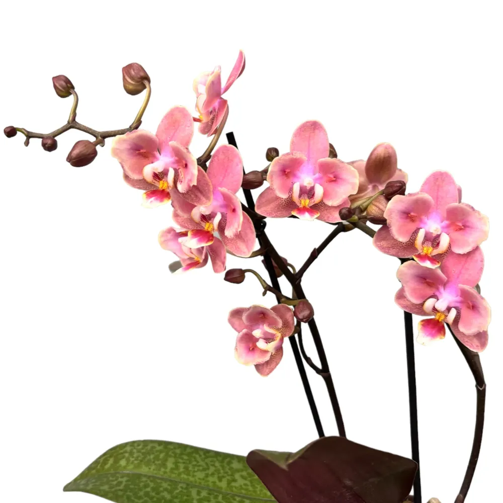 Phalaenopsis Odorion * flori parfumate PELORICE