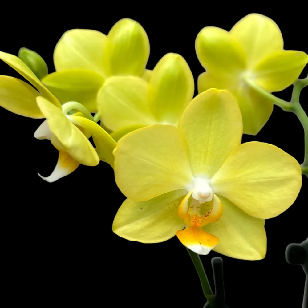 Phalaenopsis La Paz (Honey Poppy) parfumata