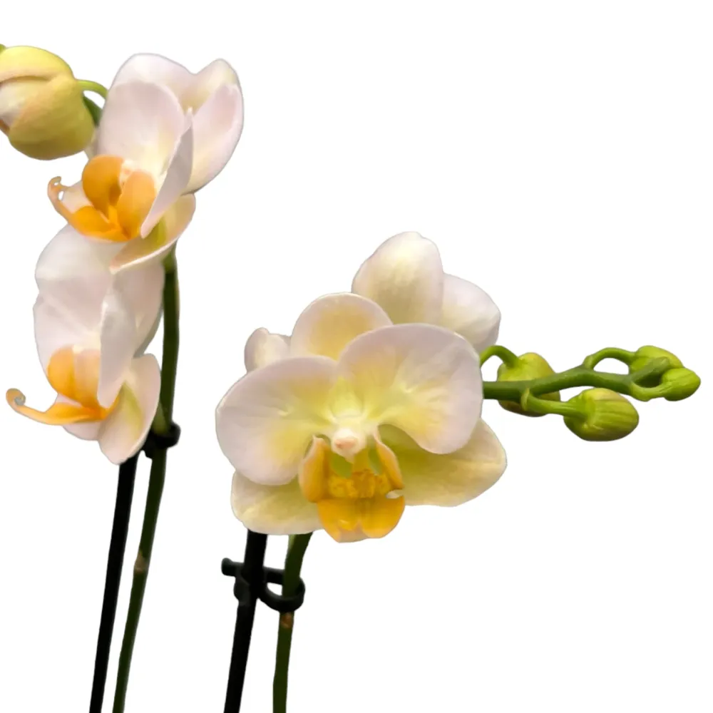 Phalaenopsis Yu Pin Burgundy peloric