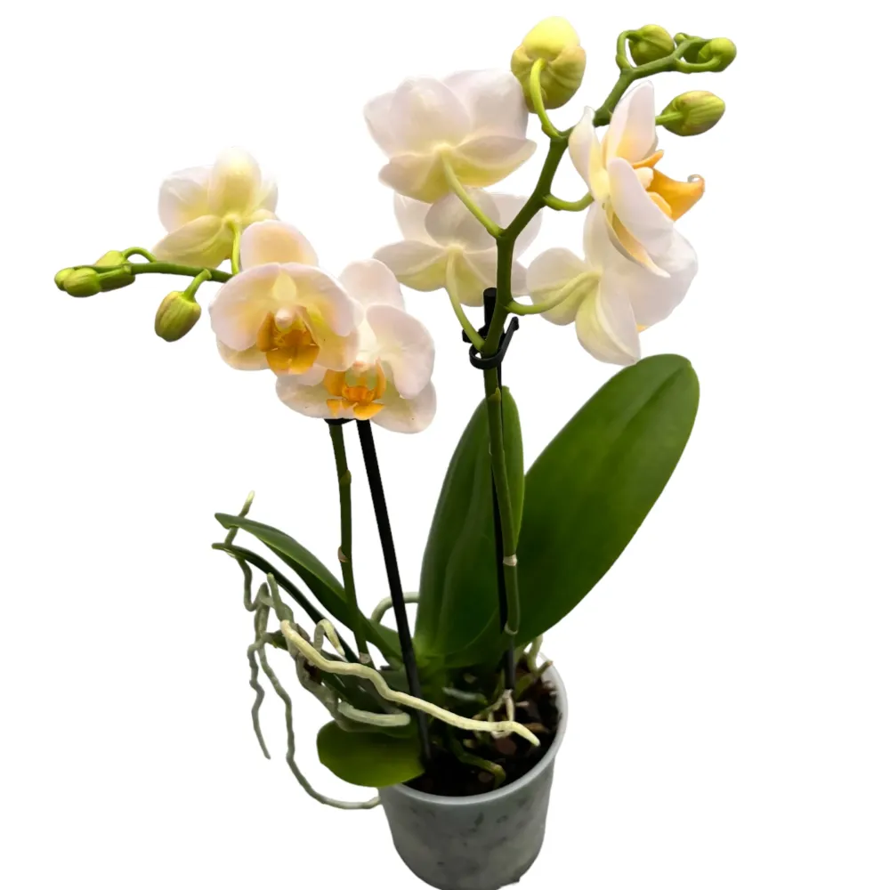 Phalaenopsis Yu Pin Burgundy peloric