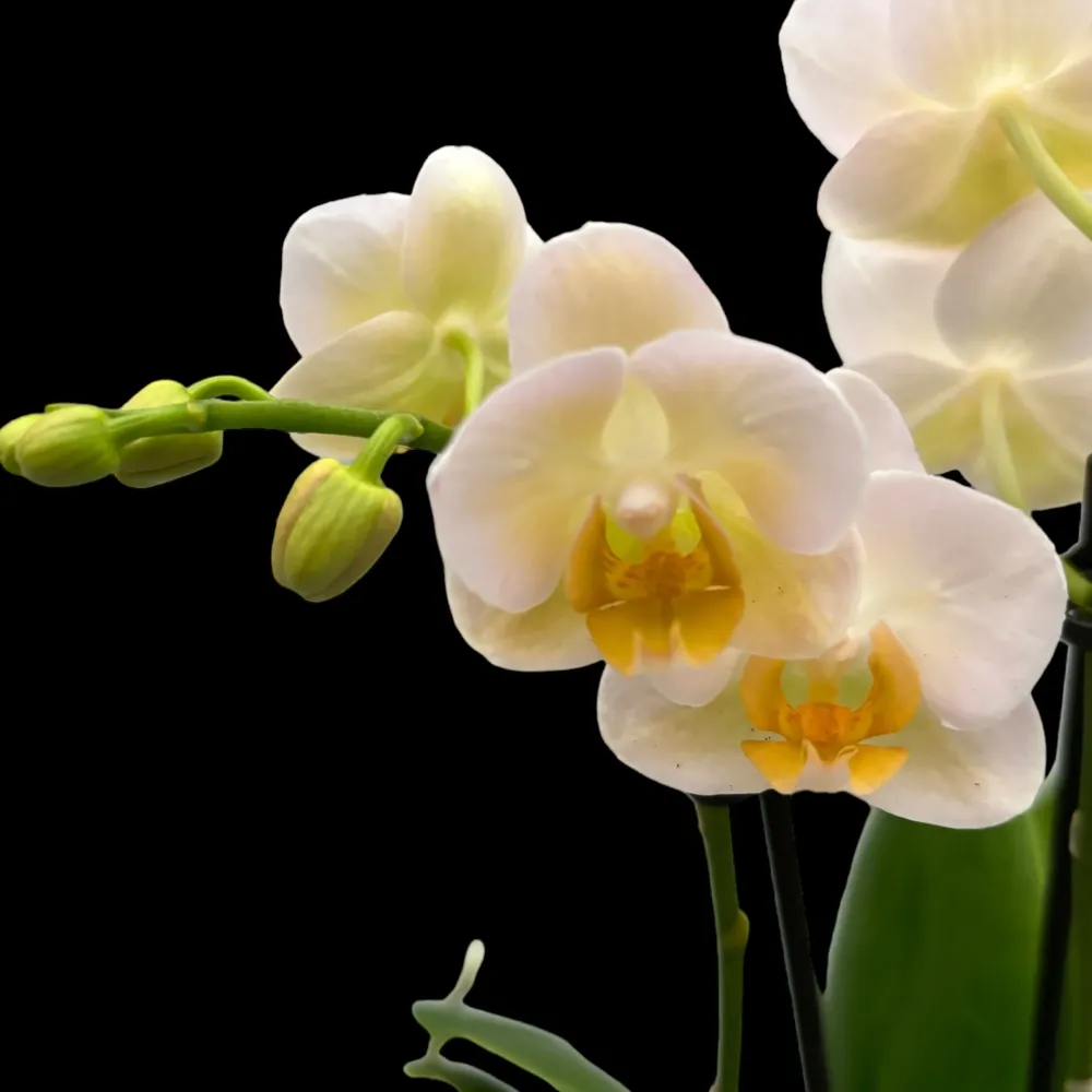 Phalaenopsis Yu Pin Burgundy peloric