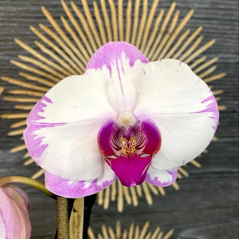 Phalaenopsis Yu Pin Sweety 'Wenching Princess'
