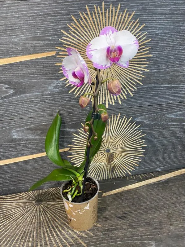 Phalaenopsis Yu Pin Sweety 'Wenching Princess'