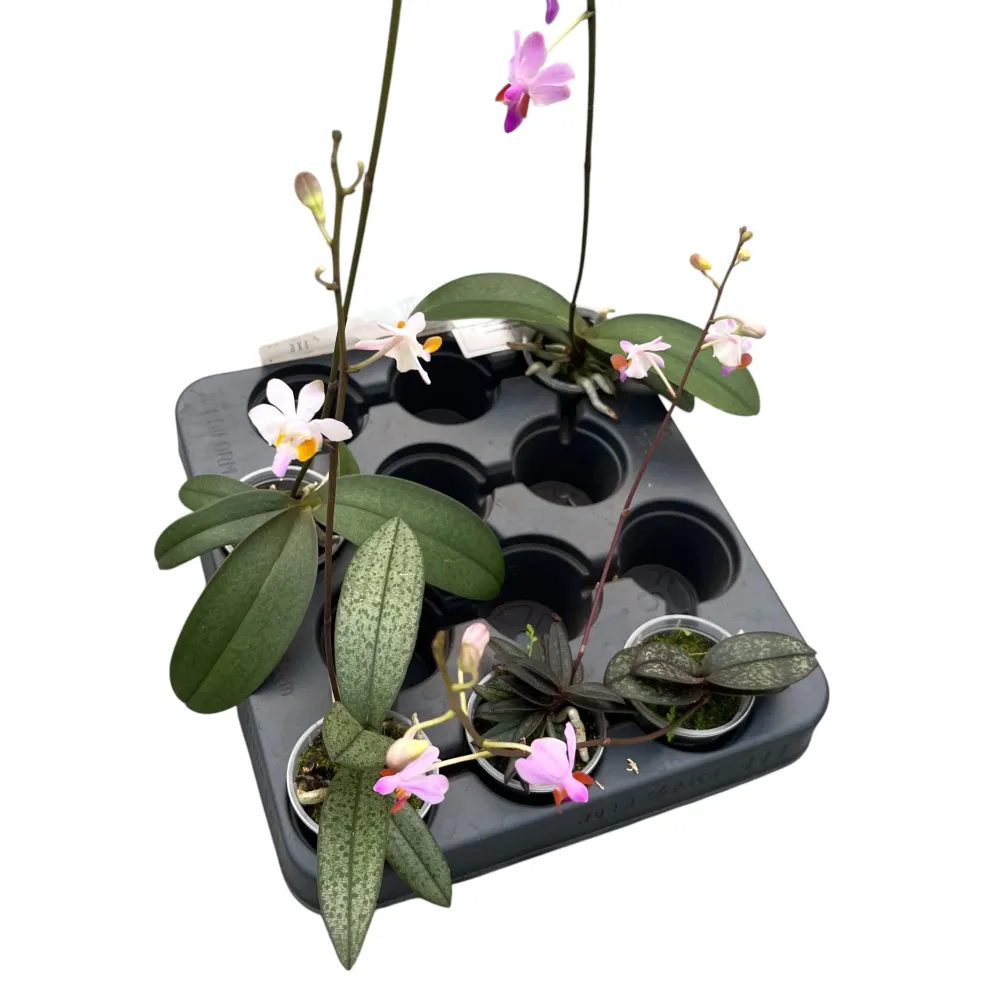 Phalaenopsis pulcherrima mix