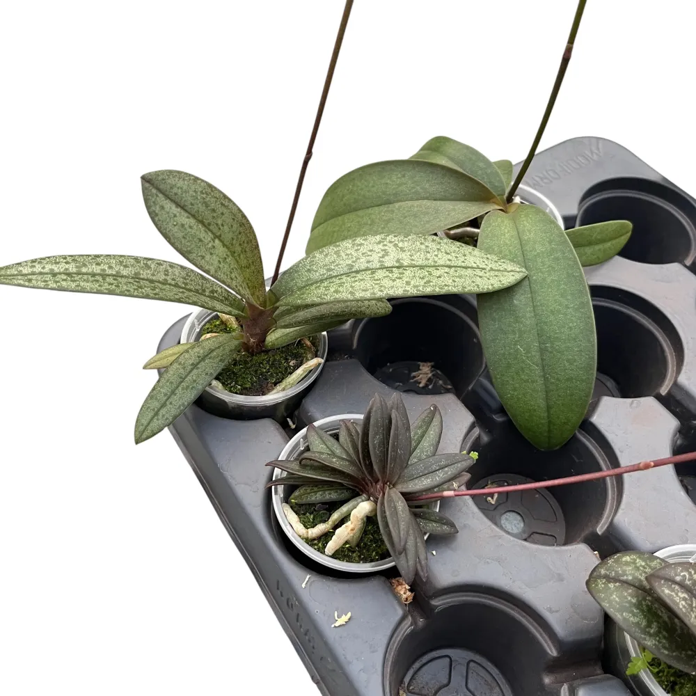 Phalaenopsis pulcherrima mix