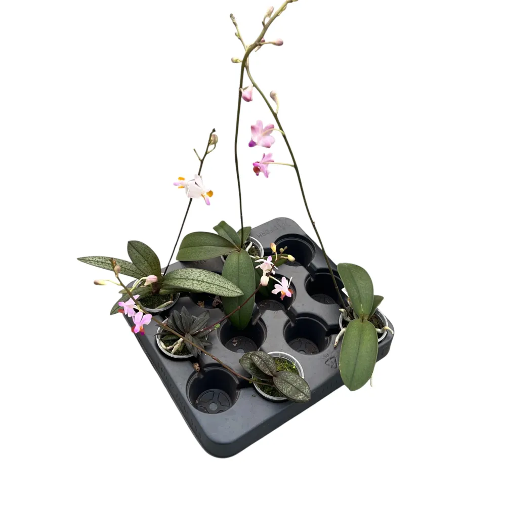 Phalaenopsis pulcherrima mix