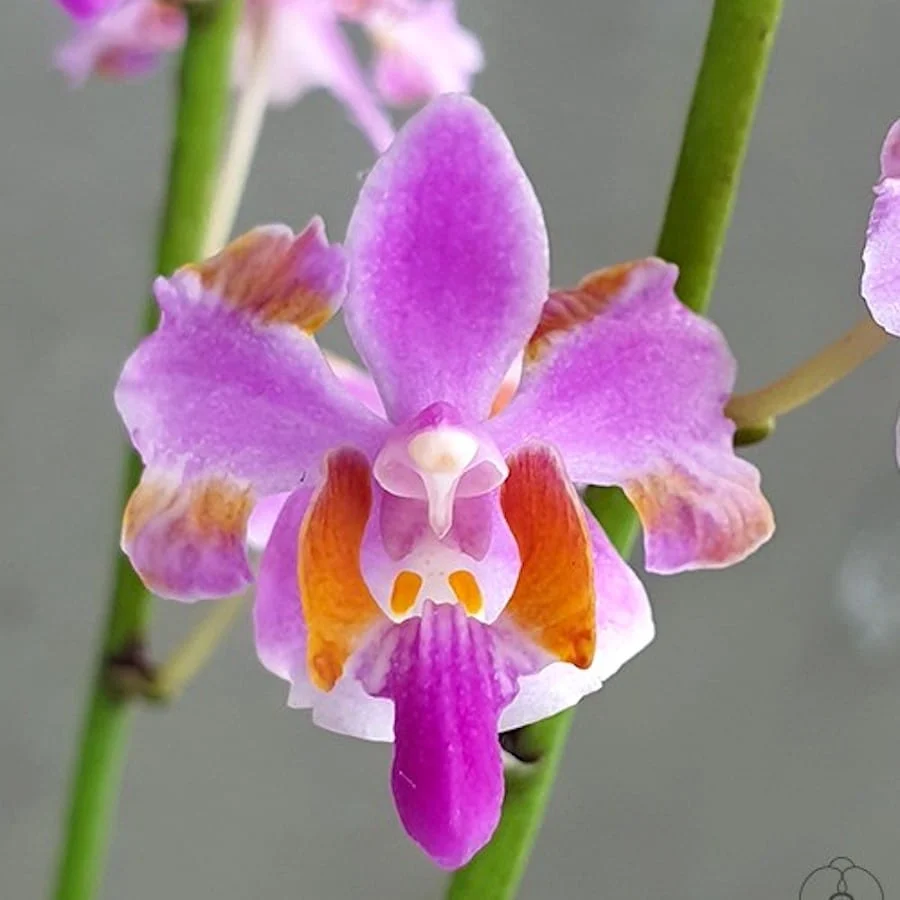 Phalaenopsis pulcherrima mix