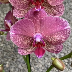 Phalaenopsis Raoul