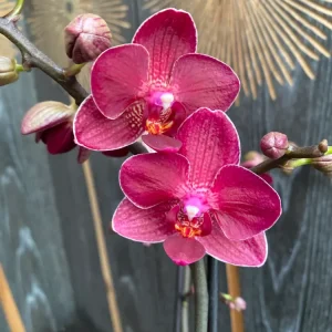 Phalaenopsis Red Lion