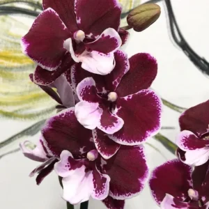 Phalaenopsis Reyoung Edie Big Lip