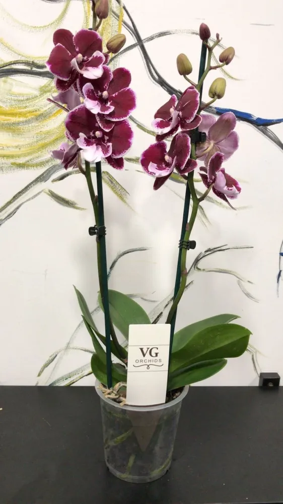 Phalaenopsis Reyoung Edie Big Lip