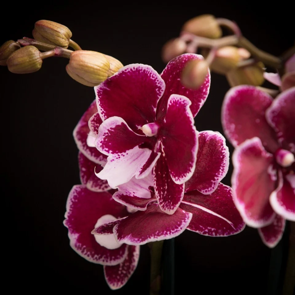 Phalaenopsis Reyoung Edie Big Lip