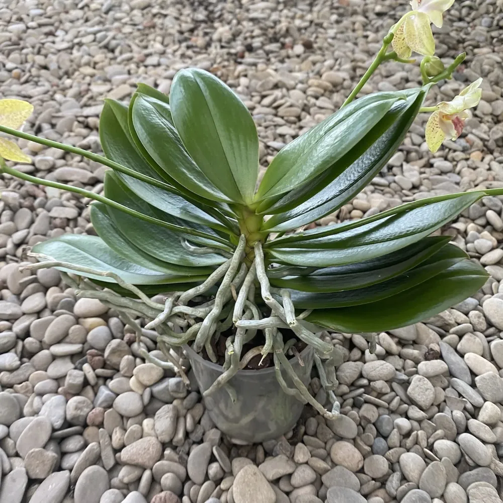 Phalaenopsis Rheingold x Pallens PELORIC (parfumat)