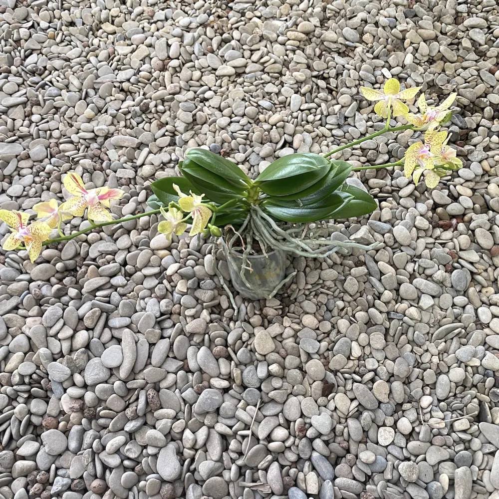 Phalaenopsis Rheingold x Pallens PELORIC (parfumat)
