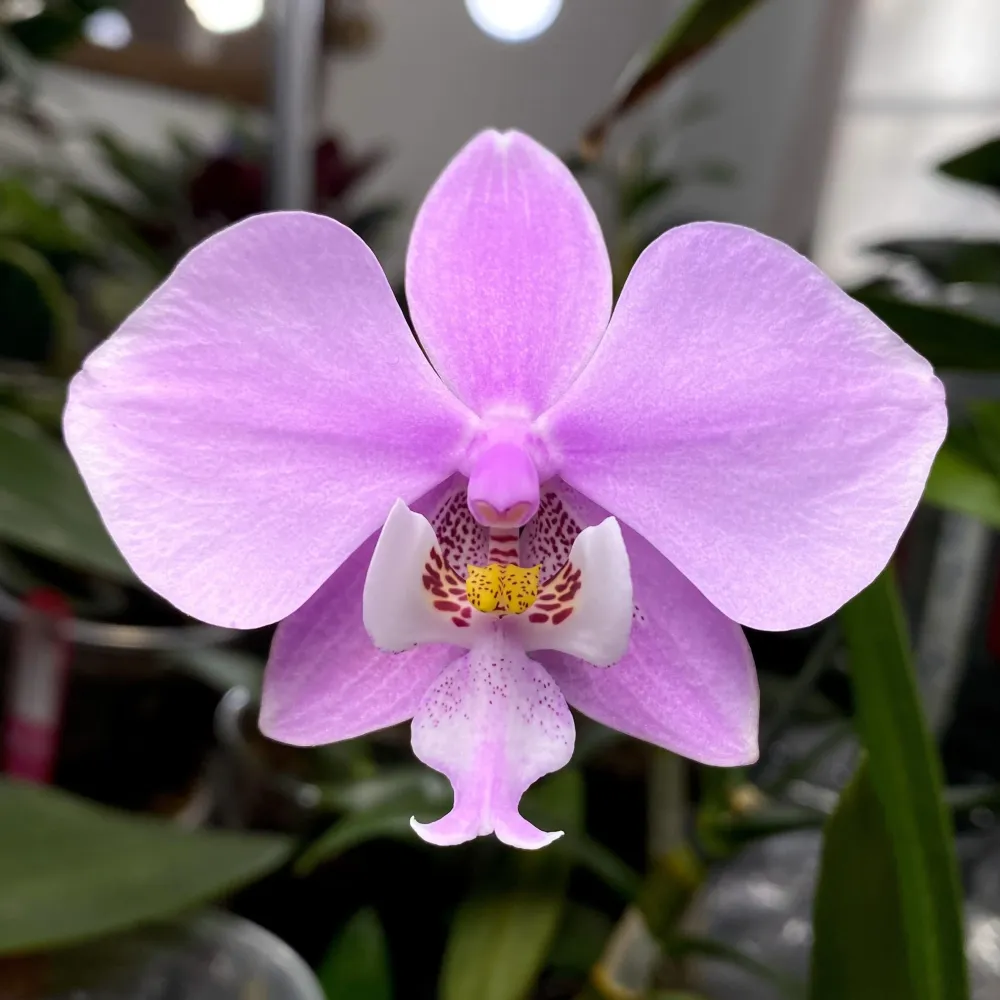 Phalaenopsis schilleriana 'Pink Butterfly' AM/AOS
