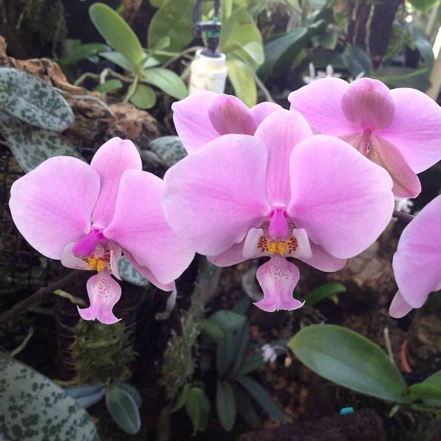 Phalaenopsis schilleriana 'Pink Butterfly' AM/AOS