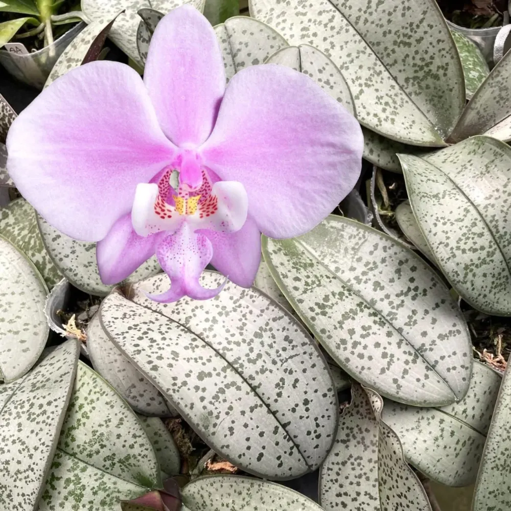 Phalaenopsis schilleriana (silver leaves) - flori parfumate