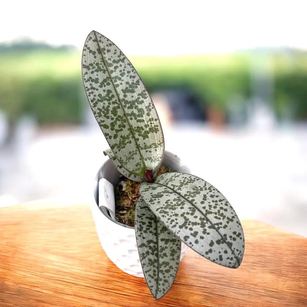Phalaenopsis schilleriana (silver leaves) - flori parfumate
