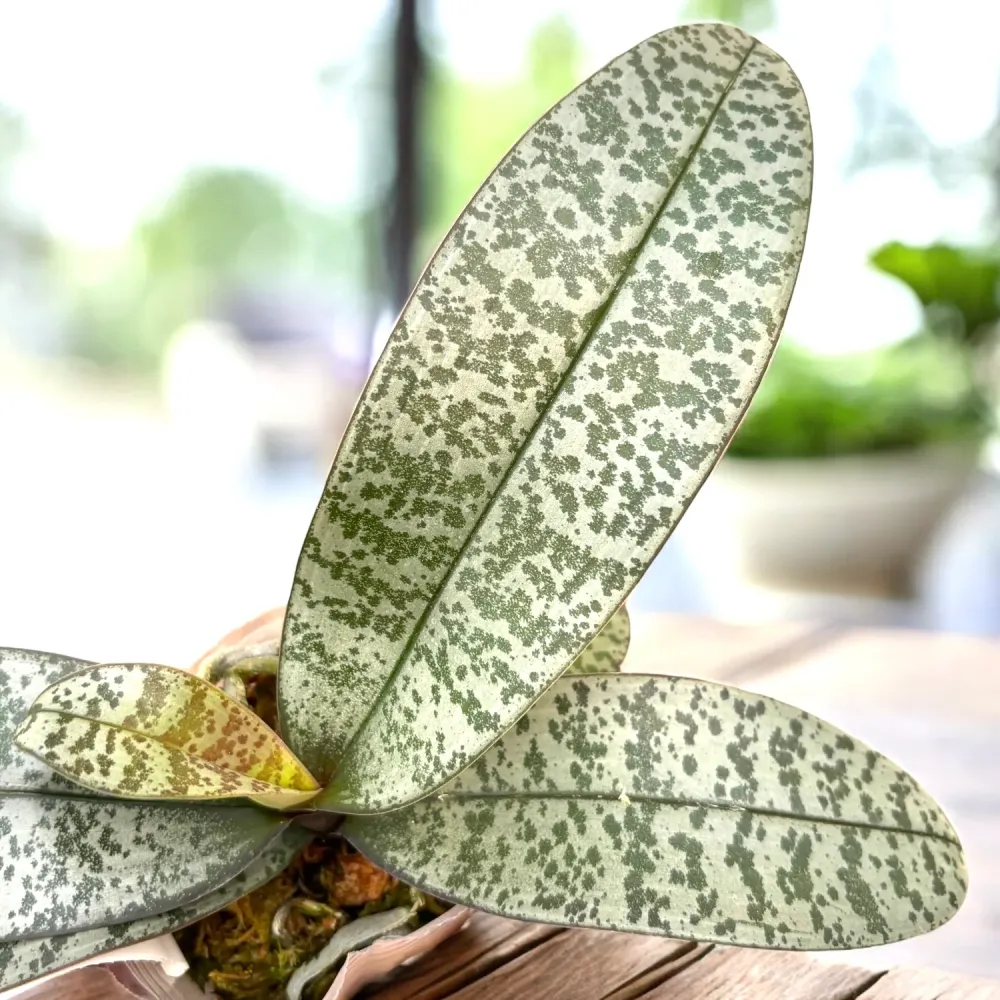 Phalaenopsis schilleriana (silver leaves) - flori parfumate