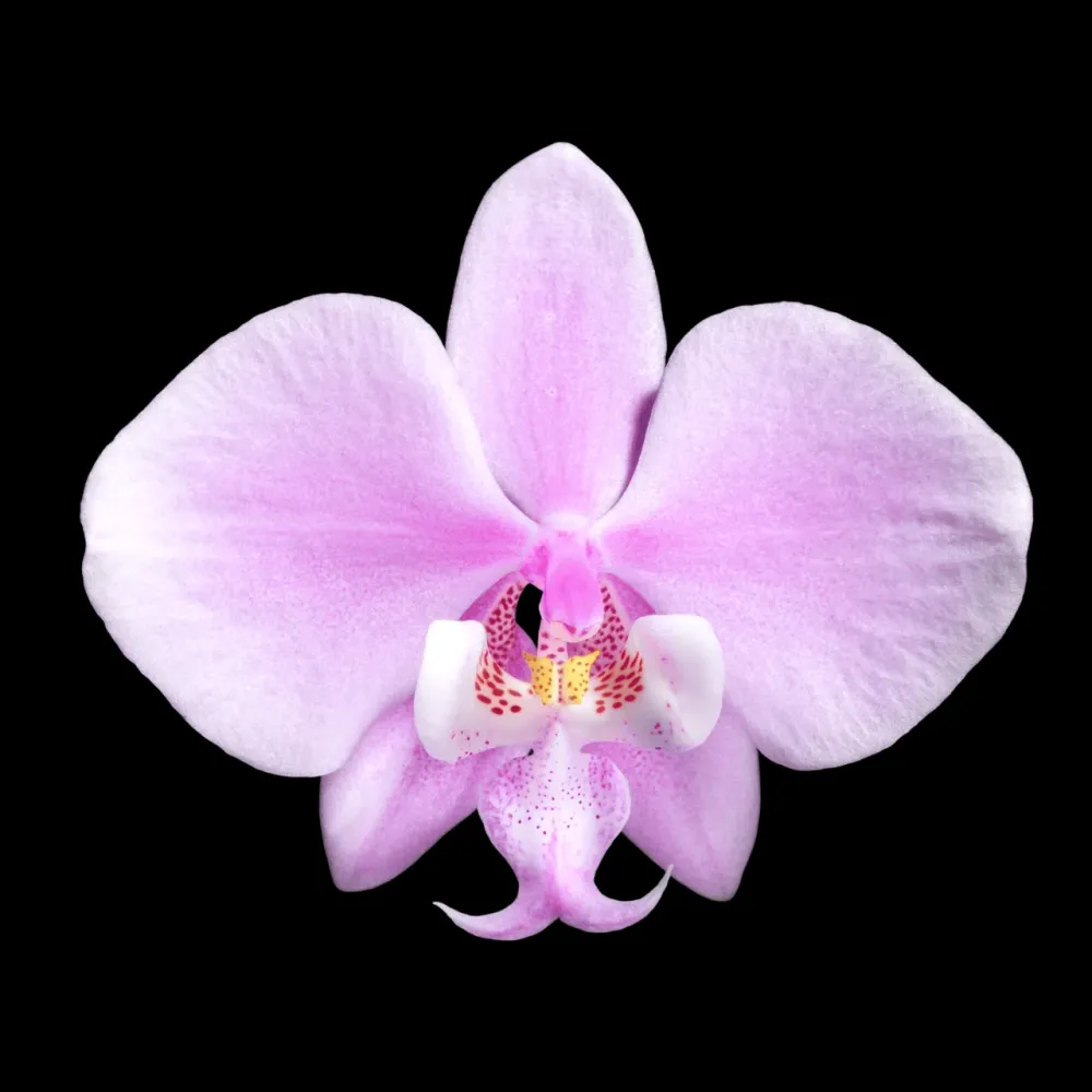Phalaenopsis schilleriana (silver leaves) - flori parfumate